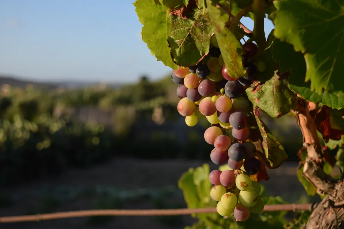 Sunlight on grapes growing on a vine
